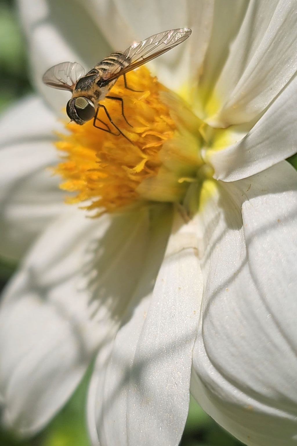 Flower Photo Club