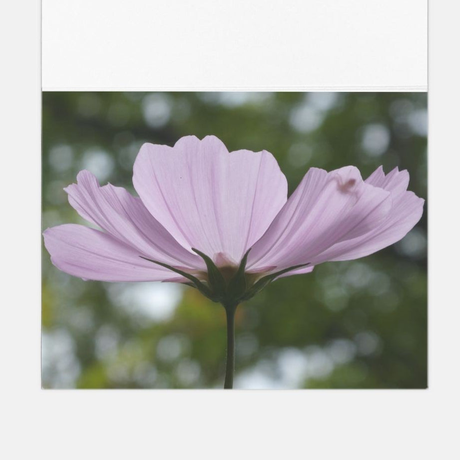 Folded Cards (Blank A2)- COSMO